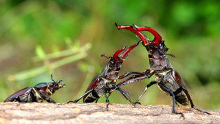 Bugs log grass group standing - a field of grass free wallpaper for desktop