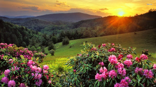 Sunset hillside flower field mountain - asher brown durand free wallpaper