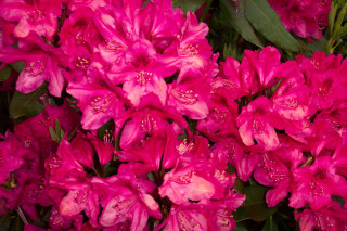 Pink flowers green leaves water - green leaf free wallpaper