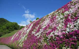 Flowered wall pathway hill trees - a hill in the background free wallpaper