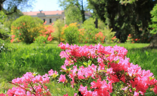 Pink flowers house trees green - a house and trees free wallpaper