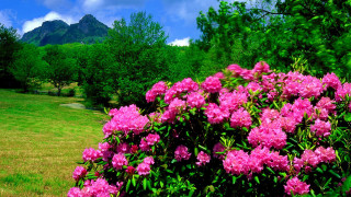 Pink flower bush mountains field - the background in the distance free wallpaper