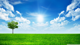 Lone tree green field blue 20 - art green free wallpaper for desktop