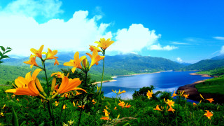 Yellow flowers lake mountains clouds - free flowers wallpaper for desktop