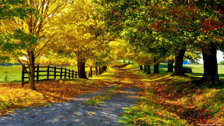 Dirt road fall trees leaves 2 - a dirt road free wallpaper
