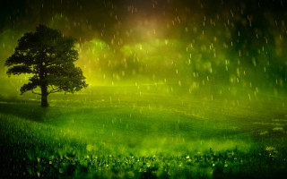 Tree rain field green grass - grass and trees free wallpaper