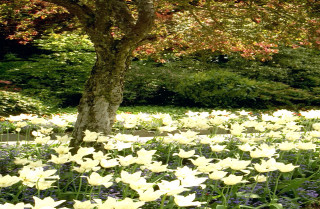 Field white flowers tree bench - esther blaikie mackinnon free wallpaper