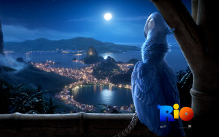 Blue parrot chain city night - free bird wallpaper