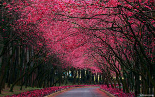 Pink flowers road autumn leaves - the road free wallpaper for desktop