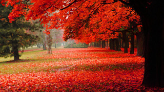 Autumn leaves forest bridge bench - red leaf free wallpaper