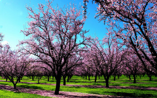 Field trees pink flowers path - free spring wallpaper