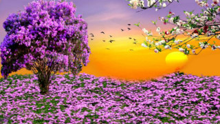 Tree flowers field sunset bird - over the tree free wallpaper