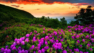 Purple flowers sunset mountain clouds - purple flower free wallpaper for desktop