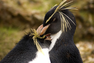 Penguin mohawk feathers beak funny - a penguin free wallpaper