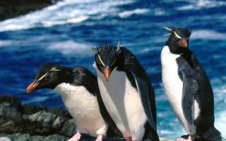 Three penguins rock ocean beaks - one penguin free wallpaper