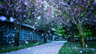 Walkway trees flowers rain building 2 - magical atmosphere free wallpaper