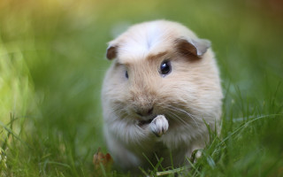 Small white brown hamster grass - its nose free wallpaper