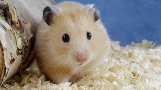 Hamster wood shavings looking camera - eye free wallpaper for desktop