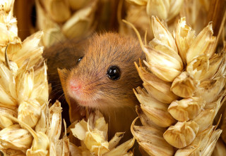 Small rodent peeking corn stalks - colin moss free wallpaper for desktop