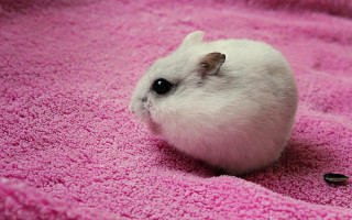 Small white hamster pink blanket - round free wallpaper