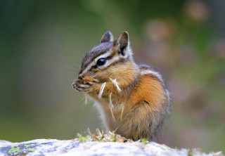 Chipmunk rock outdoors blurry blue - a blurry background of grass free wallpaper
