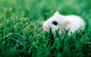 White hamster grass curious looking - grass free wallpaper