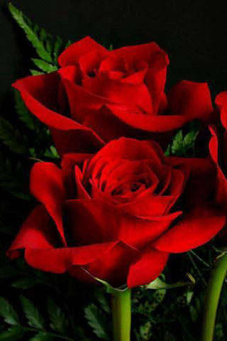 Red roses vase green stems - a vase free wallpaper for mobile
