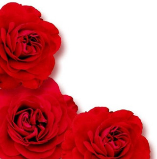 Three red roses white background - free hearts wallpaper for tablet