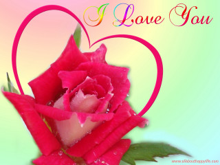 Pink rose heart frame love - frame free wallpaper