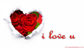 Heart roses love flowers vase - hole free wallpaper