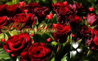 Red roses love message hearts - red rose free wallpaper