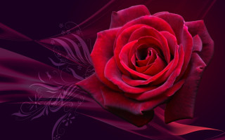 Red rose purple background swirly - a white swirl free wallpaper