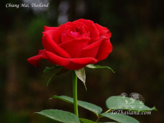 Red rose green stem dark 3 - ann thetis blacker free wallpaper for desktop