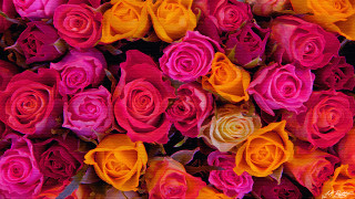Colorful roses pattern wallpaper black - a wallpaper background free wallpaper for desktop