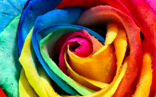 Rainbow rose water droplets macro - rose free wallpaper for desktop