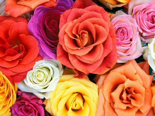 Colored roses arrangement pile tabletop - the center of the picture free wallpaper