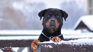 Dog looking over fence snow - his paw free wallpaper