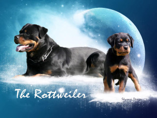 Two dogs snow full moon - a full moon behind them free wallpaper