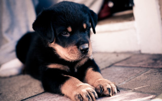 Puppy sitting sad looking camera - a puppy free wallpaper