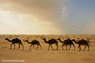 Camels desert cloudy sky rainbow - egyptian art free wallpaper