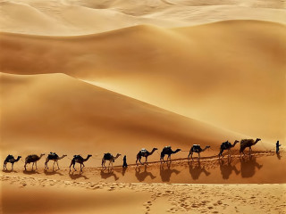 Camels desert landscape sand dunes - a desert landscape free wallpaper