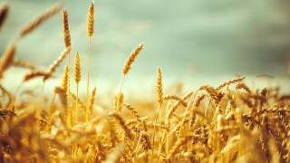 Wheat field blue sky autumn - heavy grain free wallpaper for desktop