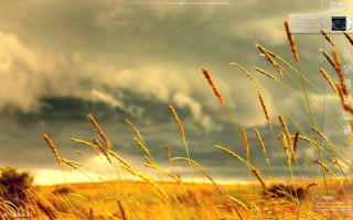 Tall grass cloudy sky open - tall free wallpaper