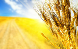 Wheat field blue sky sunbeam - a field of wheat free wallpaper for desktop