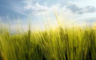 Green grass blue sky clouds 5 - green grass free wallpaper