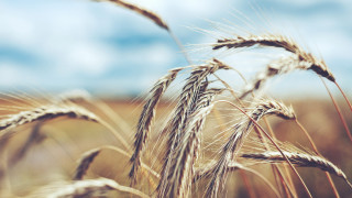 Wheat field blue sky clouds 8 - heavy grain free wallpaper