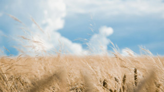 Wheat field blue sky clouds 10 - a few cloud free wallpaper for desktop