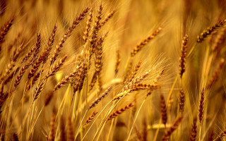 Wheat closeup blurry background stalks 2 - heavy grain free wallpaper for desktop