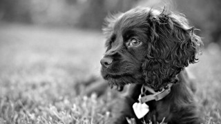 Black white dog grass heart - canon 5 0 mm free wallpaper