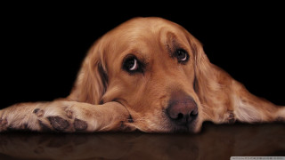 Dog laying head down black - its head on free wallpaper